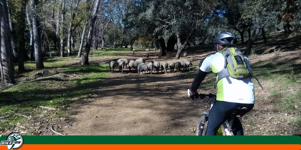bikex29_ruta15_iniciacion_btt_cicloturismo_puerto_moral-corteconcepcion_odie_orapial_cerdos